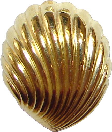 seashell